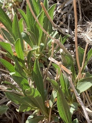 Stenotus armerioides