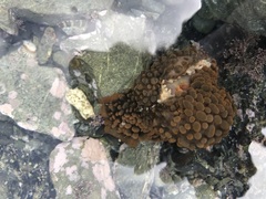 Phlyctenactis tuberculosa