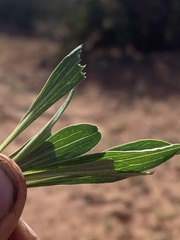 Stenotus armerioides