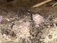 Phlebiopsis crassa