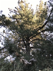 Pinus jeffreyi