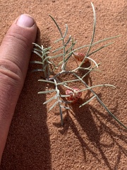 Astragalus ceramicus