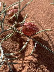 Astragalus ceramicus