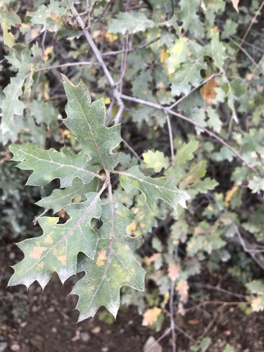 California Black Oak foliage