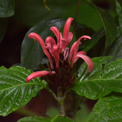 Justicia carnea