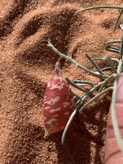 Astragalus ceramicus