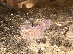 Phlebiopsis crassa