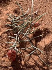 Astragalus ceramicus