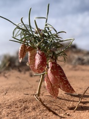 Astragalus ceramicus