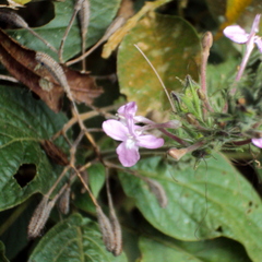 Pachystachys dubiosa