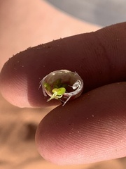 Astragalus ceramicus