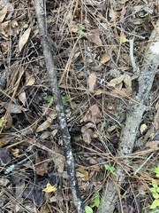 Phlebiopsis crassa