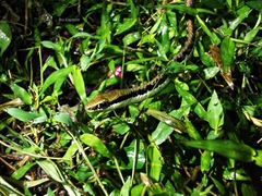 Dendrelaphis pictus