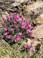 Oxalis squamata