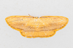 Drapetodes mitaria