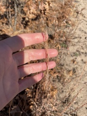 Schizachyrium scoparium