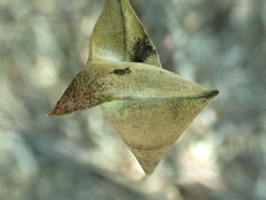 Cymbacha