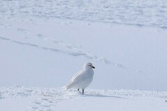 Chionis albus