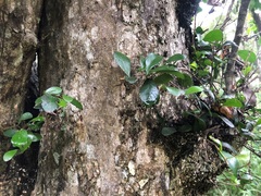 Planchonella cotinifolia
