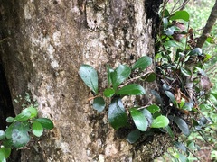 Planchonella cotinifolia