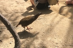 Gallirallus australis australis