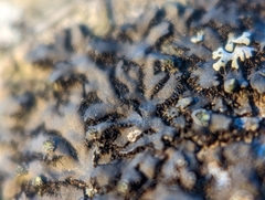 Phaeophyscia pusilloides