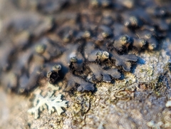 Phaeophyscia pusilloides