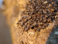 Phaeophyscia pusilloides