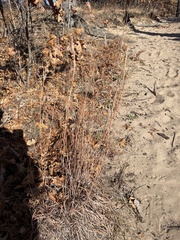 Schizachyrium scoparium