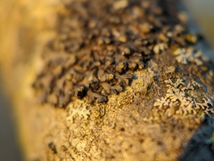 Phaeophyscia pusilloides