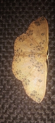 Cosymbiini