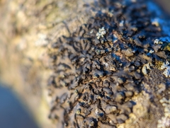 Phaeophyscia pusilloides