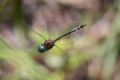 Hemicordulia continentalis