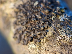 Phaeophyscia pusilloides