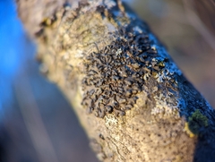 Phaeophyscia pusilloides