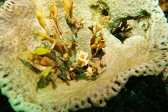 Irciniidae