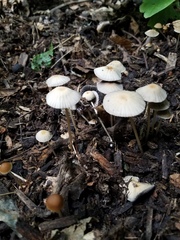 Psathyrella amarescens