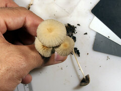 Psathyrella amarescens