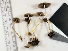 Psathyrella amarescens