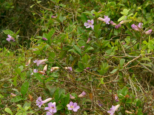 Image of Bignonia callistegioides by (c) vinicius_s_domingues, some rights reserved (CC BY)