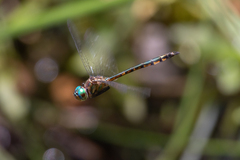 Hemicordulia continentalis