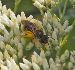 Chilalictus