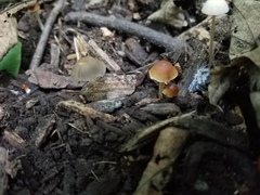 Psathyrella amarescens