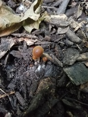 Psathyrella amarescens