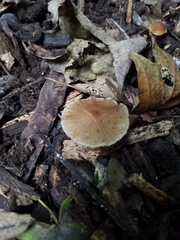 Psathyrella amarescens