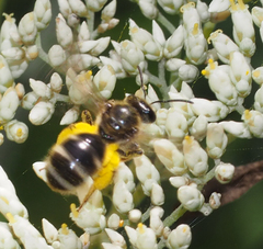 Chilalictus