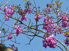 Jacaranda puberula