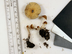 Psathyrella amarescens