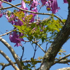 Jacaranda puberula