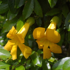 Dolichandra quadrivalvis